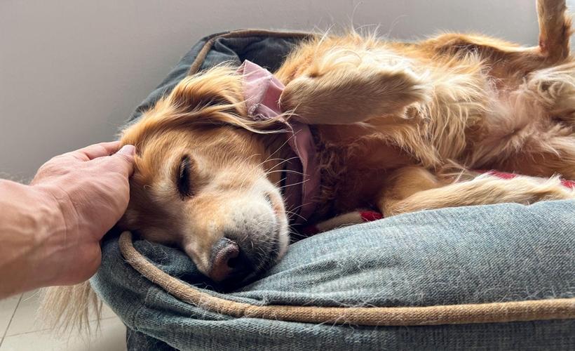 Dog Boarding vs. Pet Sitting: Which Is Best for Your Pet?
