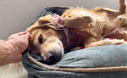Dog Boarding vs. Pet Sitting: Which Is Best for Your Pet?