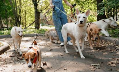 How to Choose the Best Dog Walker Near You